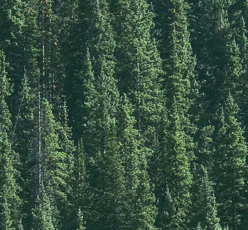 Healthy Forests – Bozeman Watershed